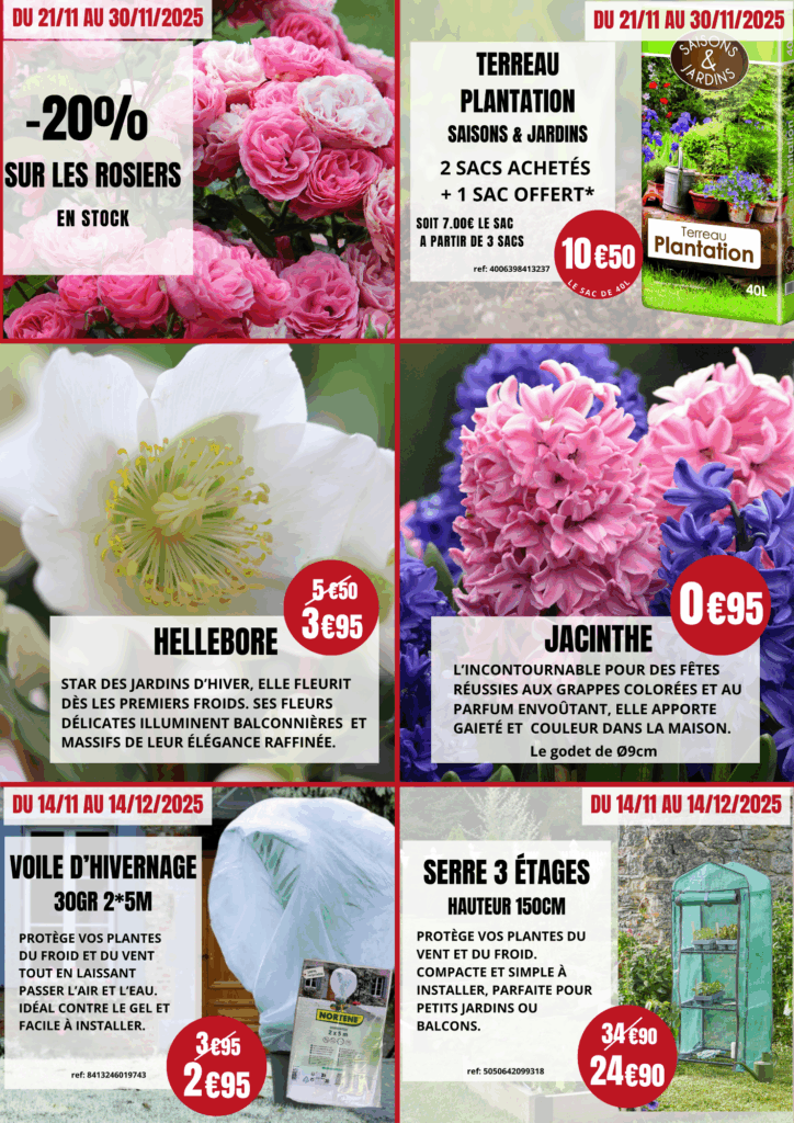 offres noël végétal